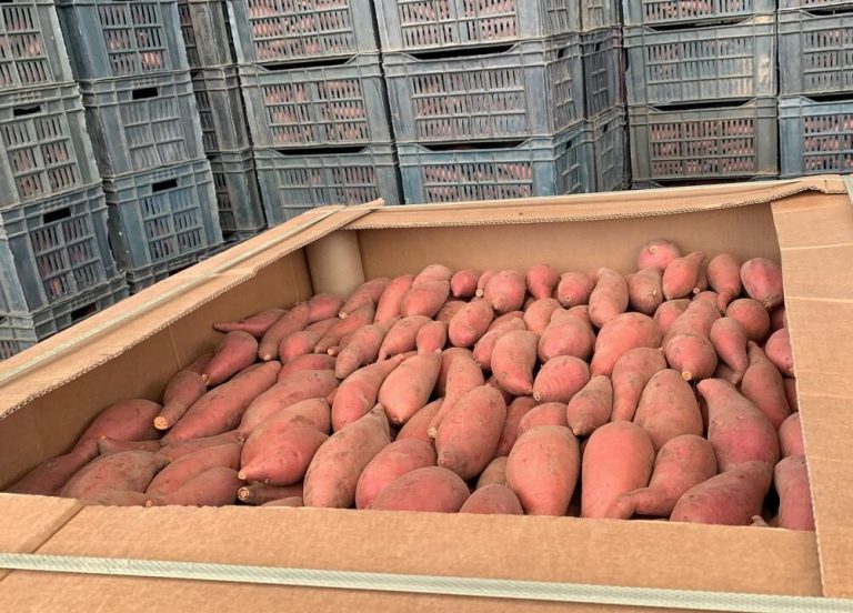 Beauregard Sweet Potatoes